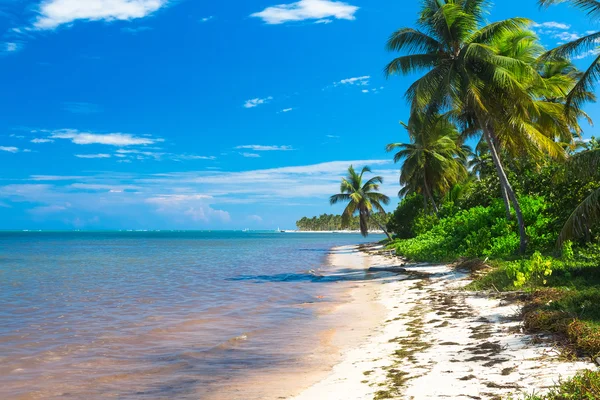 Дикие пальмы на берегу Атлантического океана, Доминиканская Республика — стоковое фото