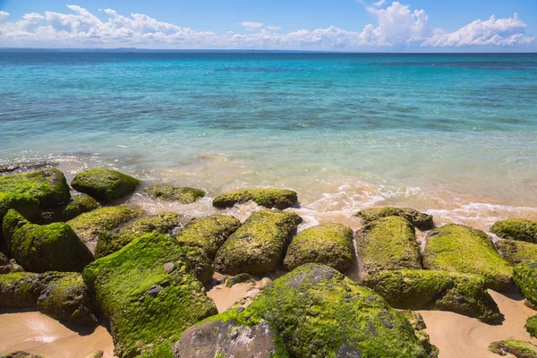 Algas cubiertas de rocas en la costa atlántica de República Dominicana — Foto de Stock