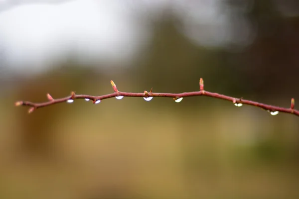 Dew drops on twigs — Stock Photo, Image