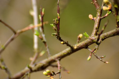 Erken Bahar tomurcukları yaprakları ve dalları üzerinde çiçek