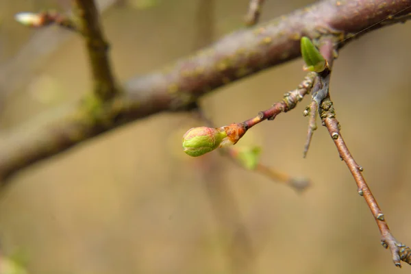 Frühlingsknospen aus Blättern und Blüten an Zweigen — Stockfoto