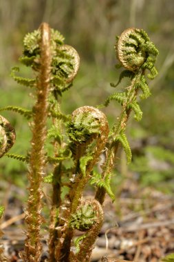fern genç sürgünler