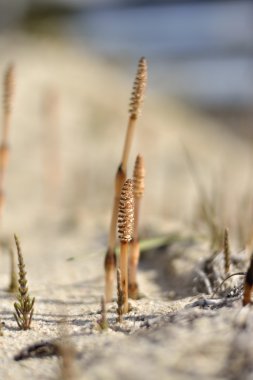 at kuyruğu kumun üzerinde büyüyen genç sürgünler