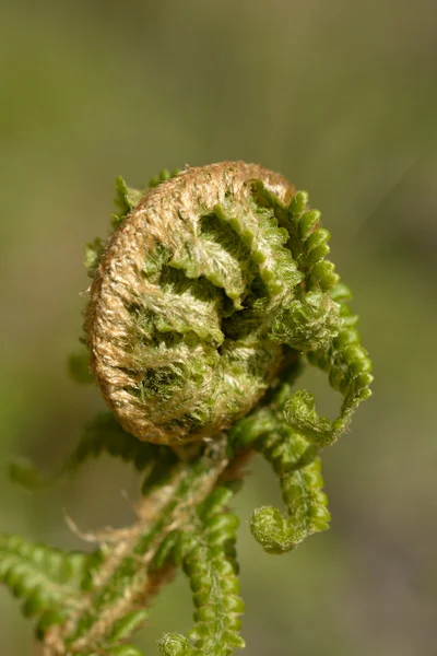幼枝的蕨类植物 — 图库照片