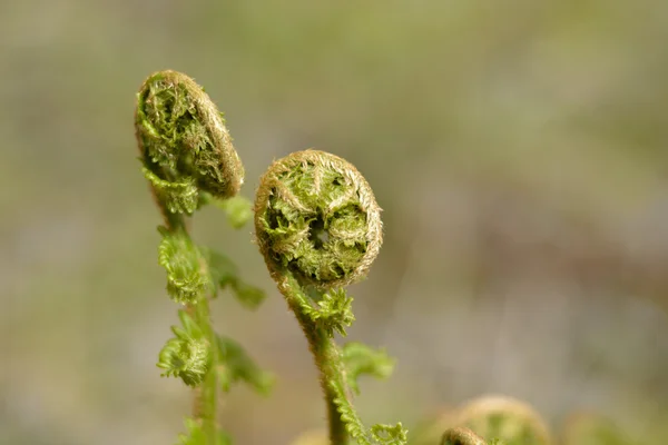 Junge Triebe des Farns — Stockfoto