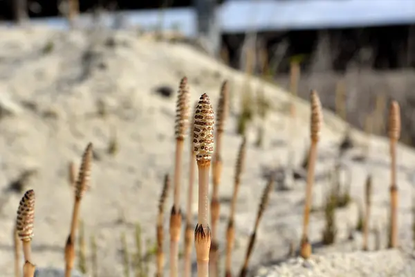 Die jungen Triebe des Schachtelhalms, die im Sand wachsen — Stockfoto