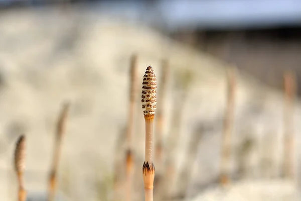 The young shoots of horsetail growing on the sand — Stock Photo, Image