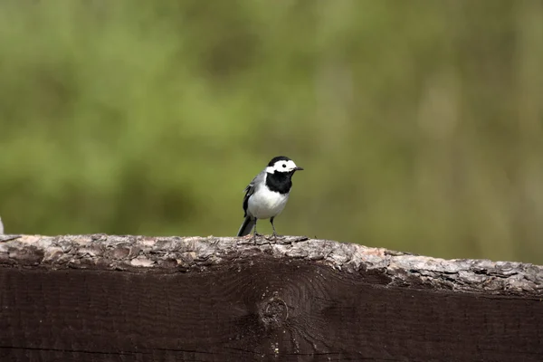 Aiguille blanche (Motacilla alba  ) — Photo