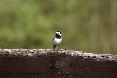 Beyaz Kuyruksallayan (Motacilla alba )