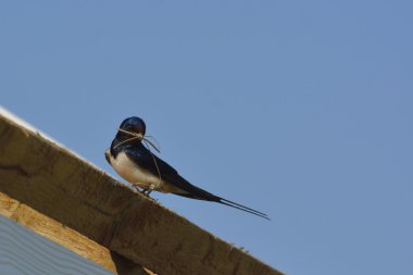 Swallow çamur içinde onların burnu ile bir yuva inşa
