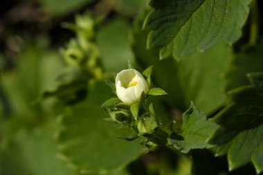 Çiçekler güzel çilek bahçesinde çiçek