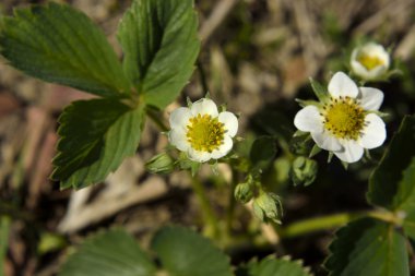 Çiçekler güzel çilek bahçesinde çiçek