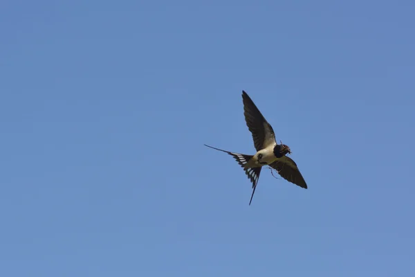 Swallow çamur içinde onların burnu ile bir yuva inşa