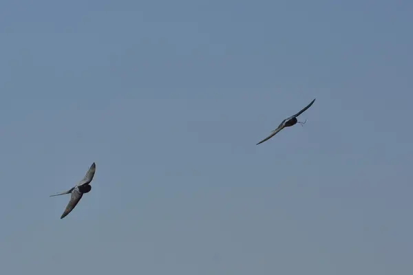 Swallow with mud in their beaks build a nest — Stock Photo, Image