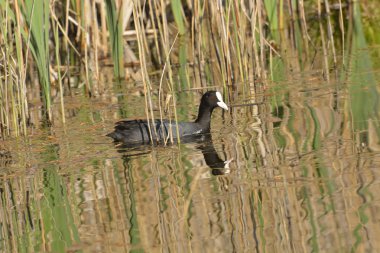 Yaban ördeği yiyecek bulmak su üzerinde yüzer