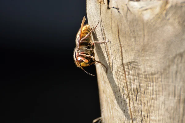 Hornet descansando em um tronco de árvore — Fotografia de Stock