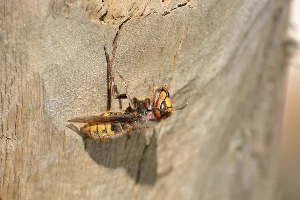 Hornet reposant sur un tronc d'arbre — Photo