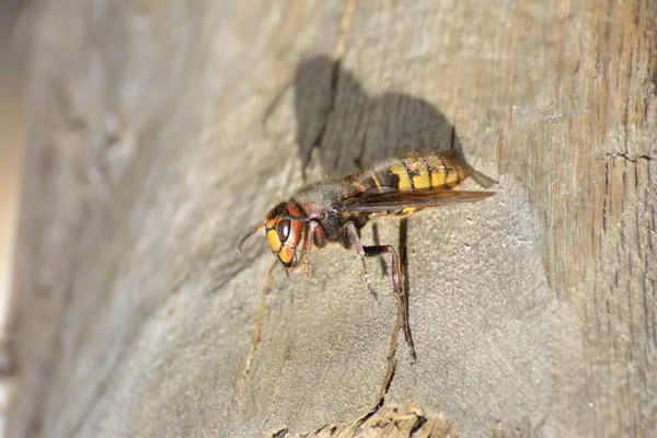 Hornet reposant sur un tronc d'arbre — Photo