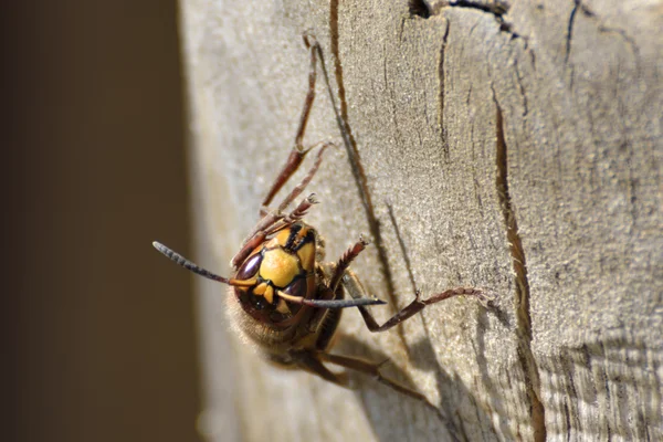 Hornet descansando em um tronco de árvore — Fotografia de Stock