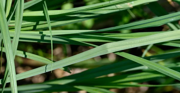 Πράσινες Λωρίδες Φύλλων Ορατές Ίνες — Φωτογραφία Αρχείου