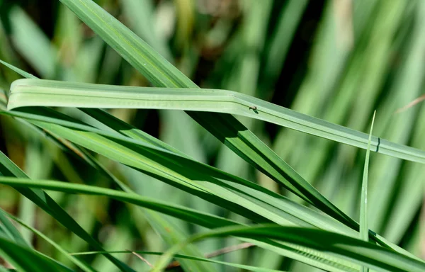 Πράσινες Λωρίδες Φύλλων Ορατές Ίνες — Φωτογραφία Αρχείου