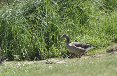 Yaban kazı ve göl kıyısında genç kazlar