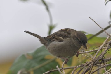 Serçe bahar sabahında güneşlenir