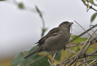 Serçe bahar sabahında güneşlenir