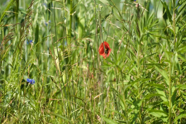 Poppy Flowers Bathed Sunlight Green Meadow Bumblebee — Stock Photo, Image