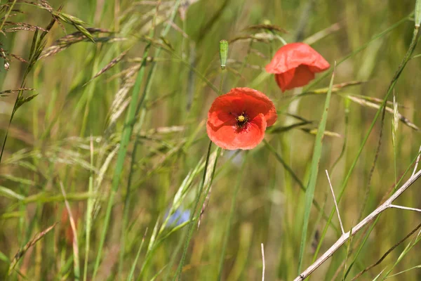 Fleurs Pavot Baignées Soleil Sur Une Prairie Verte — Photo