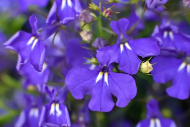 Tuğla pencere eşiğinde Cape Lobelia