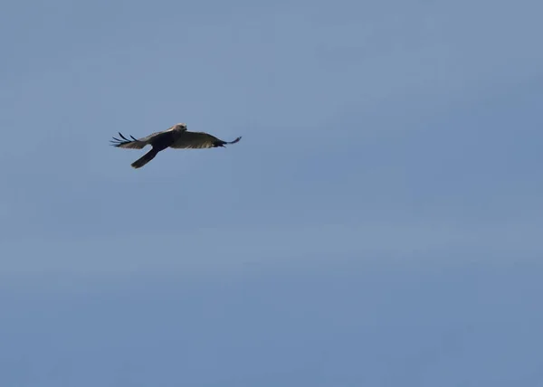 Κυνηγός Γερακιών Που Πετάει Στον Γαλάζιο Ουρανό — Φωτογραφία Αρχείου