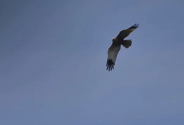 Κυνηγός Γερακιών Που Πετάει Στον Γαλάζιο Ουρανό — Φωτογραφία Αρχείου