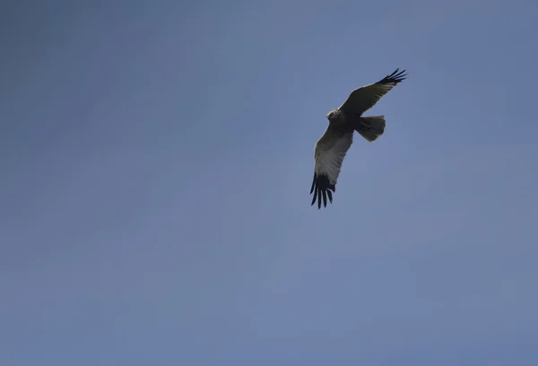 Halcón Cazador Volando Través Del Cielo Azul — Foto de Stock