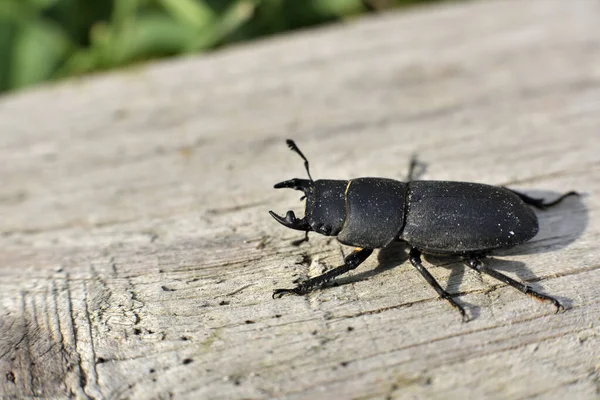 Spondylis Buprestoides Kämpferischer Haltung Und Präsentiert Unterkiefer — Stockfoto