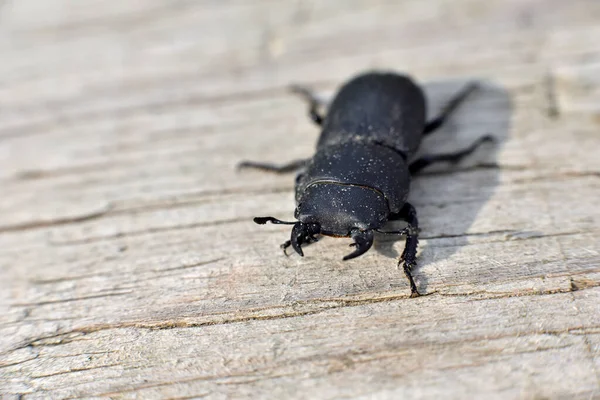 Spondylis Buprestoides Kämpferischer Haltung Und Präsentiert Unterkiefer — Stockfoto