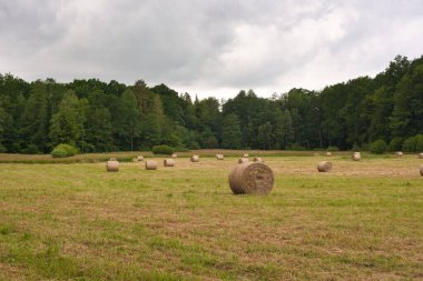 Orman çayırı, balyalarda yatan saman