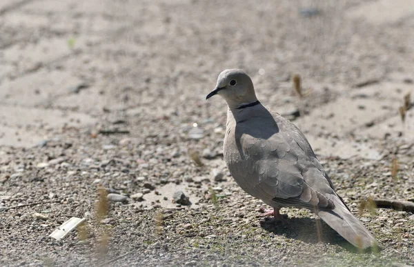 a beige pigeon walks around the square