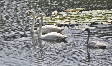Siyah gagalı kuğu gölde yüzüyor, genç ve gri kuğularla.        