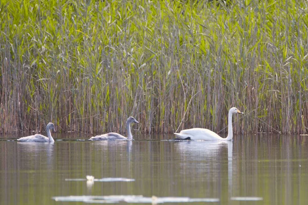 Cisne Bico Preto Está Nadando Lagoa Com Cisnes Jovens Ainda — Fotografia de Stock