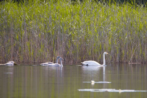 Cisne Bico Preto Está Nadando Lagoa Com Cisnes Jovens Ainda — Fotografia de Stock