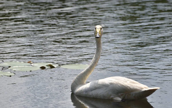 Schwarzschnabelschwan Schwimmt Auf Dem Teich — Stockfoto