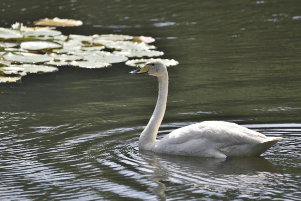 Schwarzschnabelschwan Schwimmt Auf Dem Teich — Stockfoto