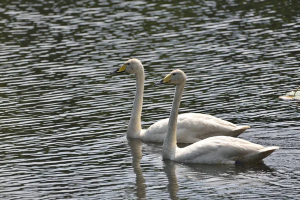 Cygne Bec Noir Nage Sur Étang Avec Jeunes Cygnes Encore — Photo