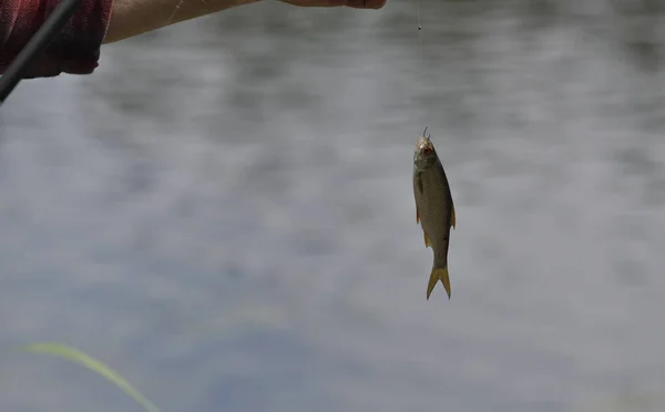 Poisson Gardon Capturé Avec Une Canne Pêche Suspendue Crochet — Photo