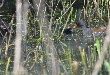 Avrasyalı Moorhen yavrularını besliyor