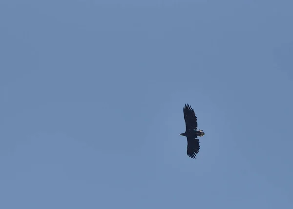 Φαλακρός Αετός Κατά Την Πτήση Στον Γαλάζιο Ουρανό — Φωτογραφία Αρχείου