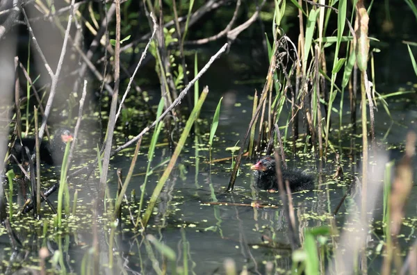 Chicks Common Moorhen Swim Pond — Stock Photo, Image