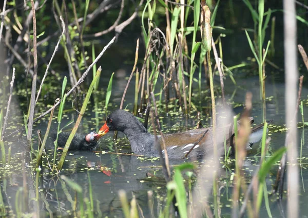 Eurasiática Moorhen Alimenta Seus Filhotes — Fotografia de Stock