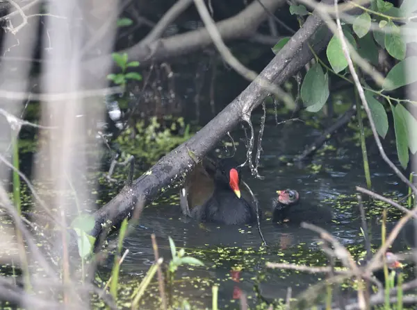 Moorhen Comum Flutuando Lagoa — Fotografia de Stock